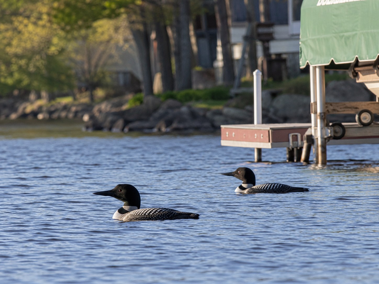 Loons Return to Big Pelican on Schedule photo