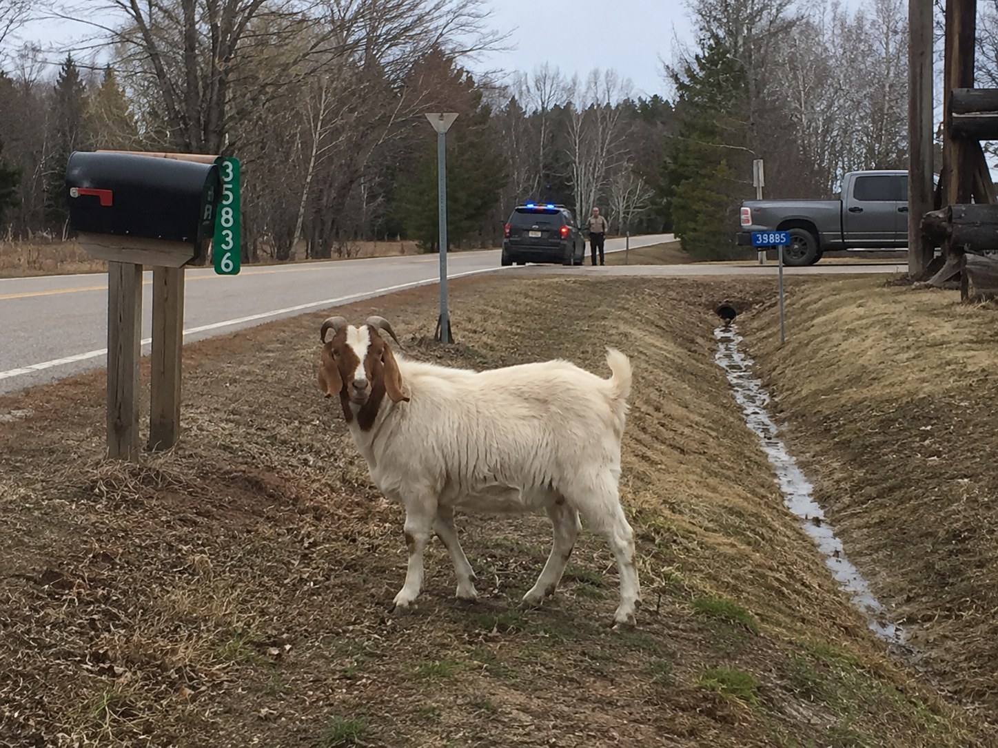 Goat at Large Near County 6 photo