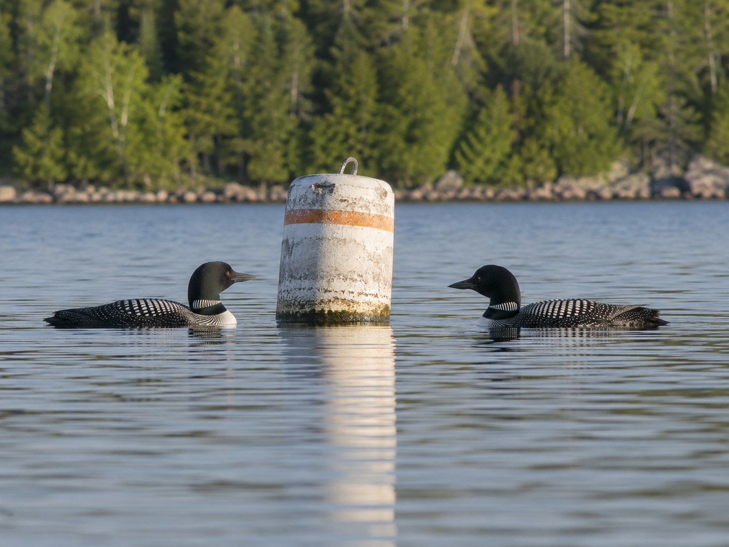Loon Pair Claims Buoy, Ignores Resort Brochure photo