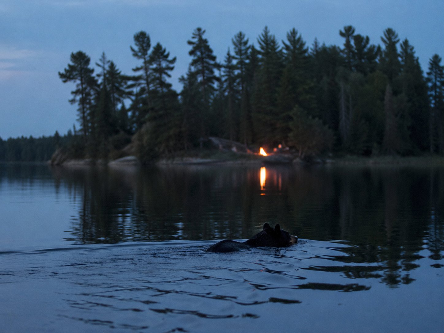 A Bear Swims to Loon Island, Walks Through a Teen Bonfire, and Leaves With the Hot Dogs photo