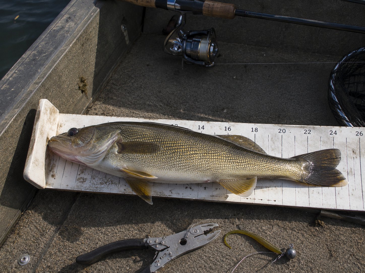 Midsummer Holds: Walleye Deep, Panfish Everywhere, Nobody Complaining photo