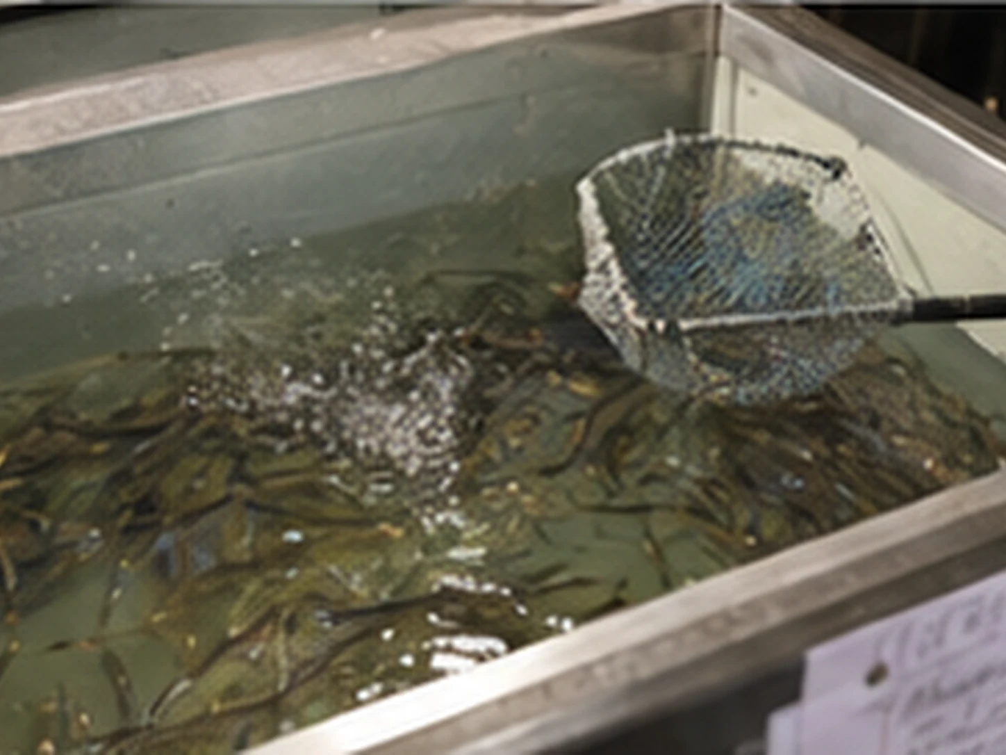 Sixty-Two Degrees, and the Minnows Have Taken Over
