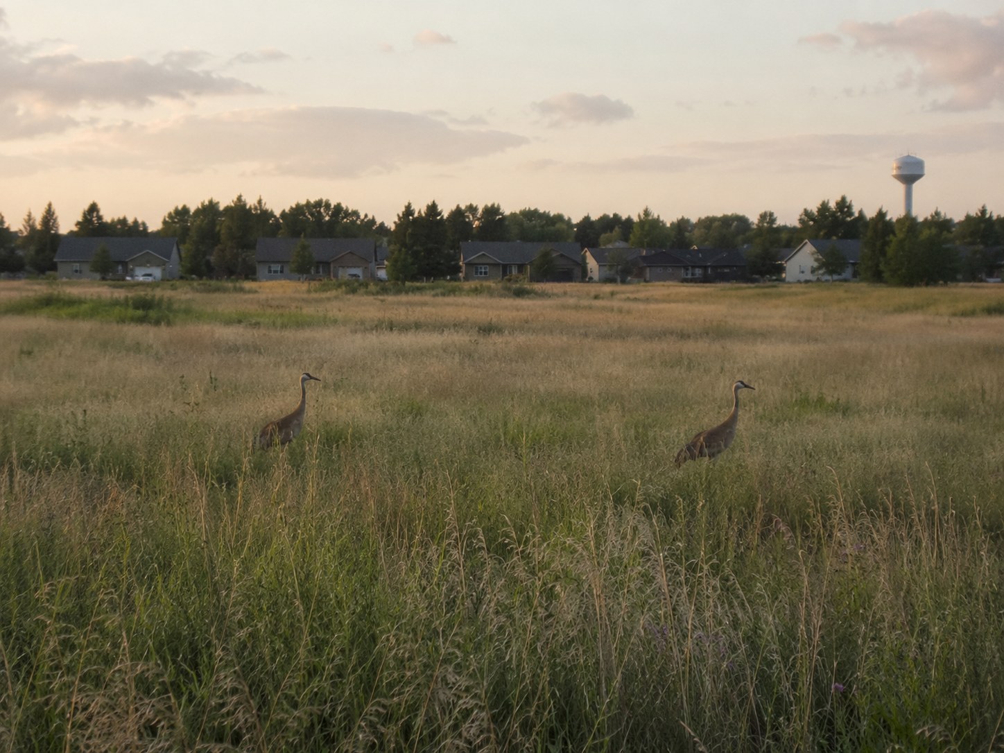 Letter to the Editor: Go Slow on the Houses photo