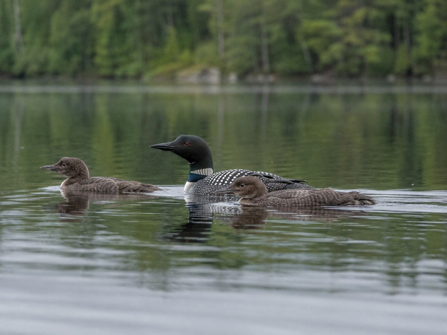The Chicks Are Growing, but They Still Can’t Dive; the Loon Survey Issues Its Loudest Plea Yet photo