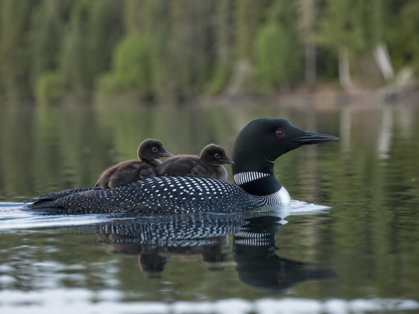 Both Chicks Have Hatched and Are Riding Low; the Loon Survey Resumes Its Pleading, Louder photo