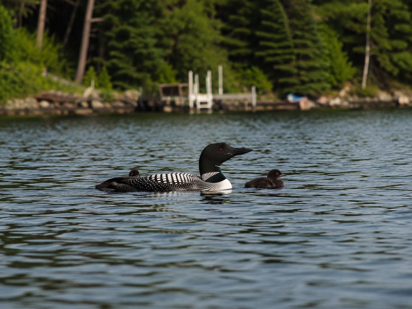 First Loon Chicks Sighted on Big Pelican; Resort Asked to Slow Down photo