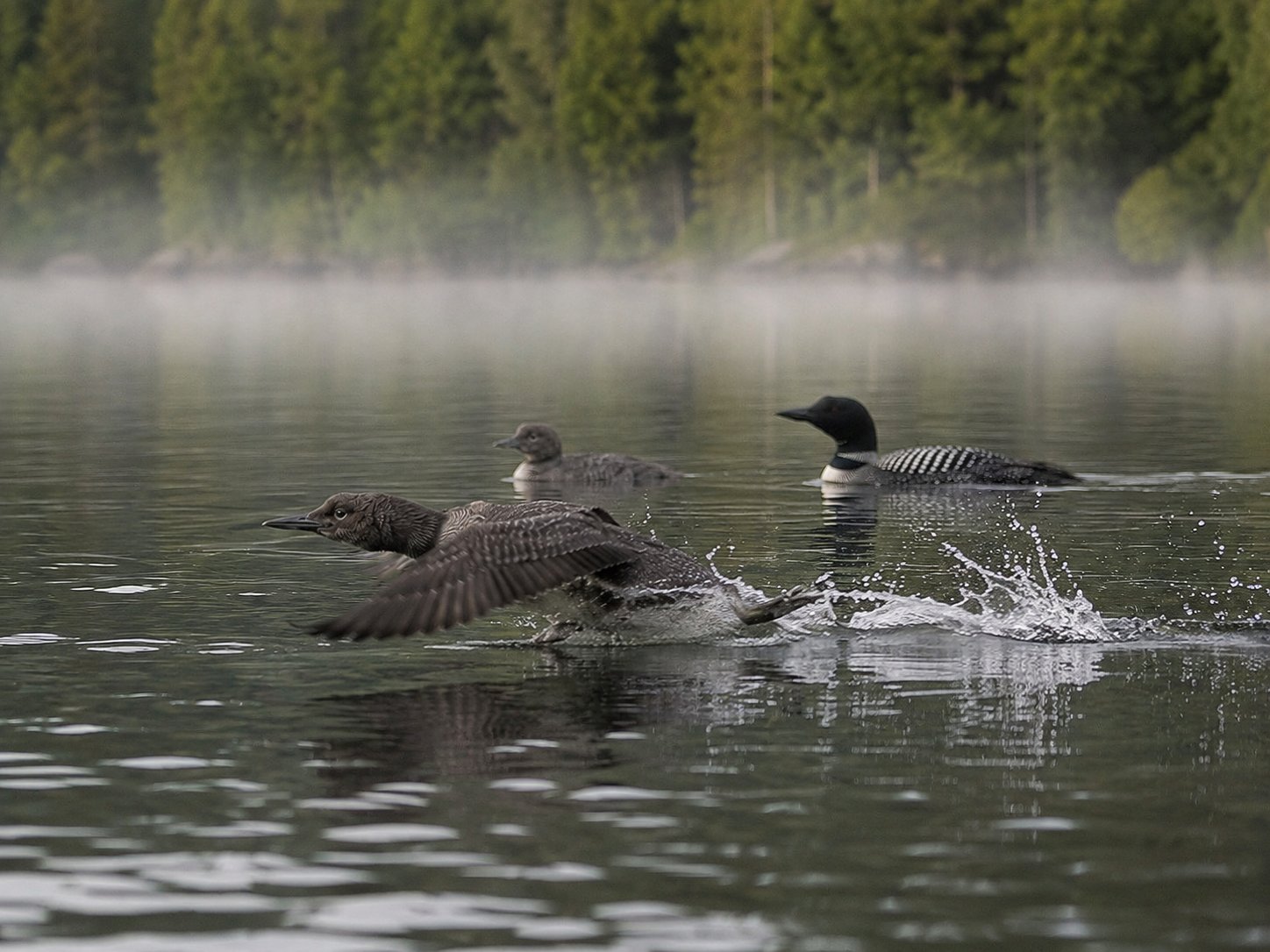 The Juveniles Have Discovered Their Wings; Results So Far Mixed photo