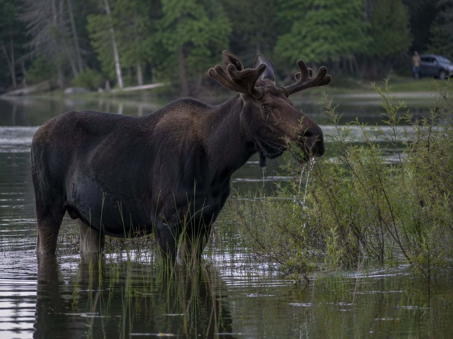 Bull Moose Turns Up on Little Pelican, Halting Traffic and Settling a Question photo