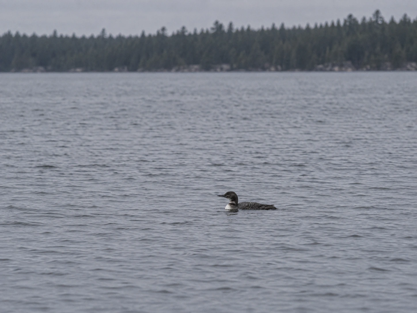 The remaining juvenile loon alone on Big Pelican.