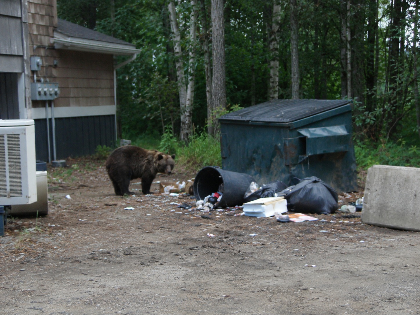 A bear noses around the dumpster behind the Daybreak Café after another late-night visit.