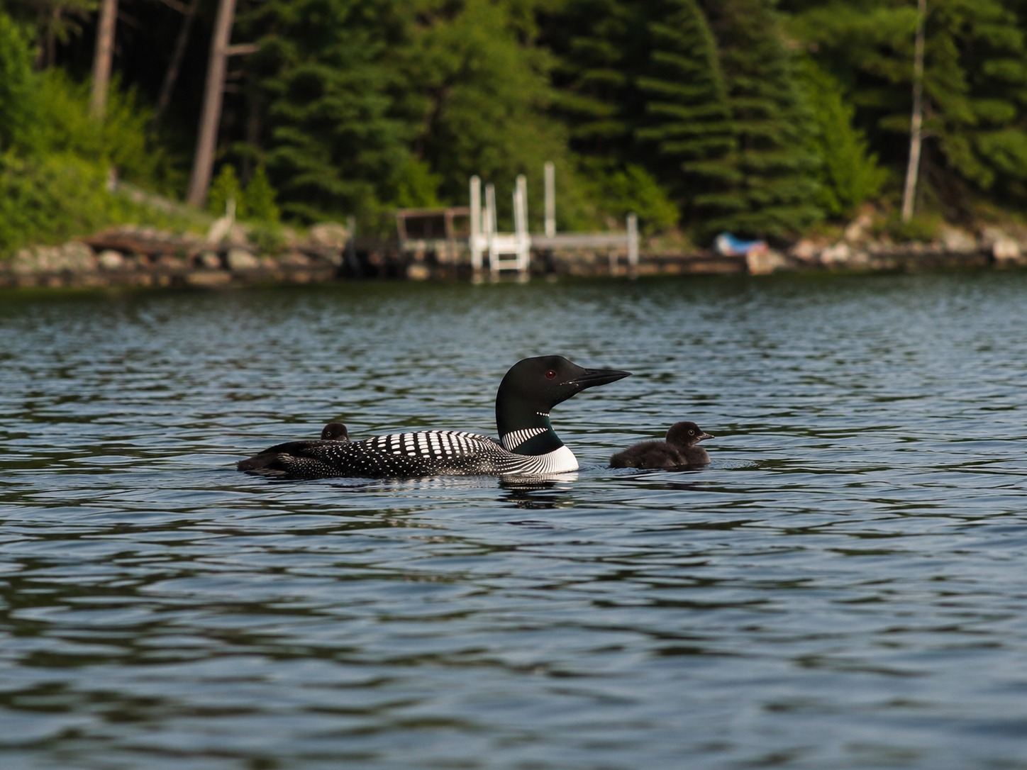 An adult loon glides across the lake with two chicks nearby.