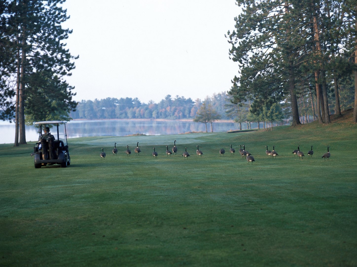 Canada geese occupy the fairway at Loon Ridge with the confidence of season-ticket holders.