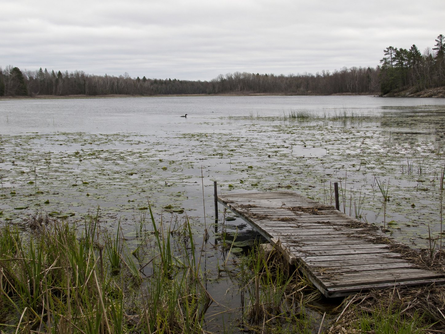 Mud Lake, seen here presenting its strongest argument for being left alone.
